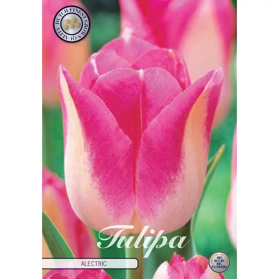 Tulipa 'Infinity Alectric' - tulipán, 10db/cs