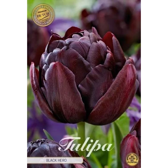 Tulipa 'Black Hero' - tulipán, 7db/cs