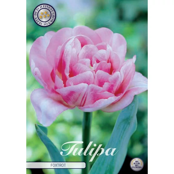 Tulipa 'Foxtrot' - tulipán, 7db/cs