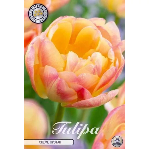 Tulipa 'Creme upstar' - tulipán, 7db/cs