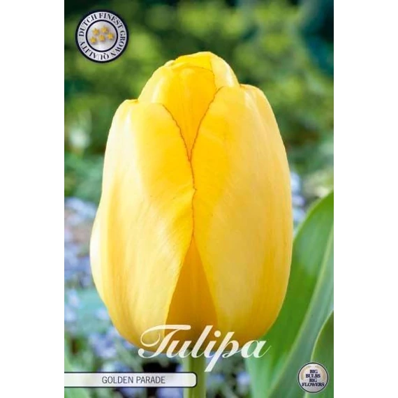 Tulipa 'Golden Parade' - tulipán, 10db/cs