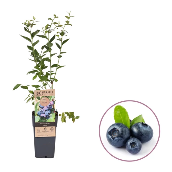 Vaccinium corymbosum 'Jersey' - nem öntermő áfonya - CS15