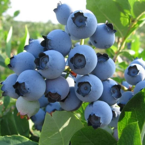 Vaccinium corymbosum 'Spartan' - öntermő áfonya - CS9