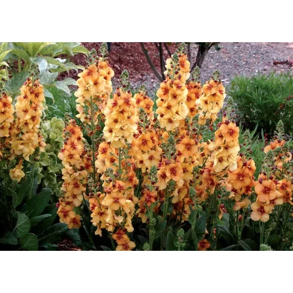 Verbascum hybridum 'Honey Dijon' - molyhos  ökörfarkkóró - CS12