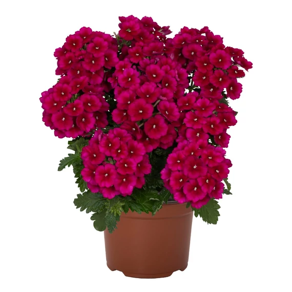 Verbena hybrida 'Empress Flair Burgundy' - verbéna - CS12