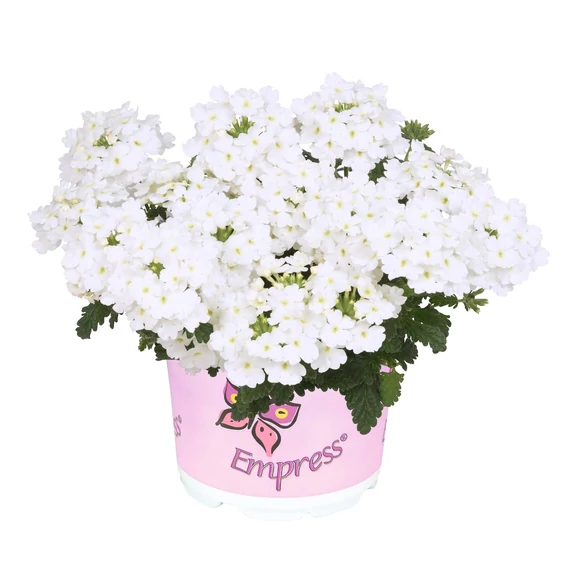 Verbena hybrida 'Empress Flair White' - verbéna - CS12