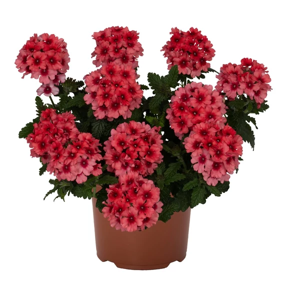 Verbena hybrida 'Empress Flair Salmon' - verbéna - CS12