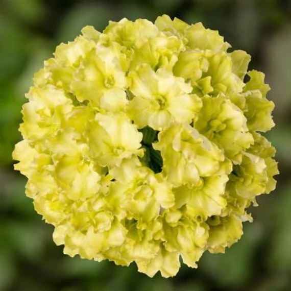 Verbena hybrida 'Lanai Apple Green' - verbéna - CS12