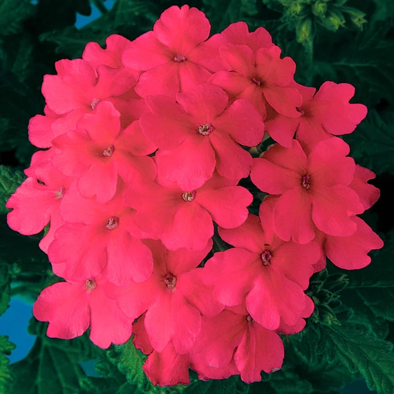 Verbena hybrida 'Obsession Pink' - verbéna - CS9