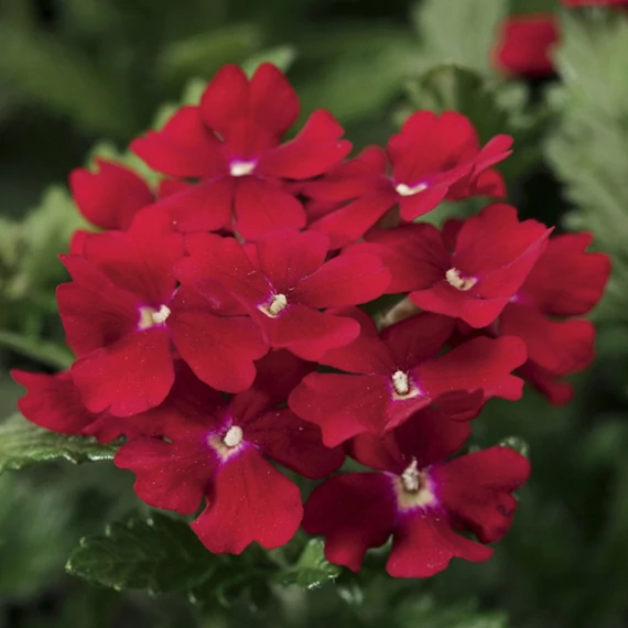 Verbena hybrida 'Obsession Red' - verbéna - CS9