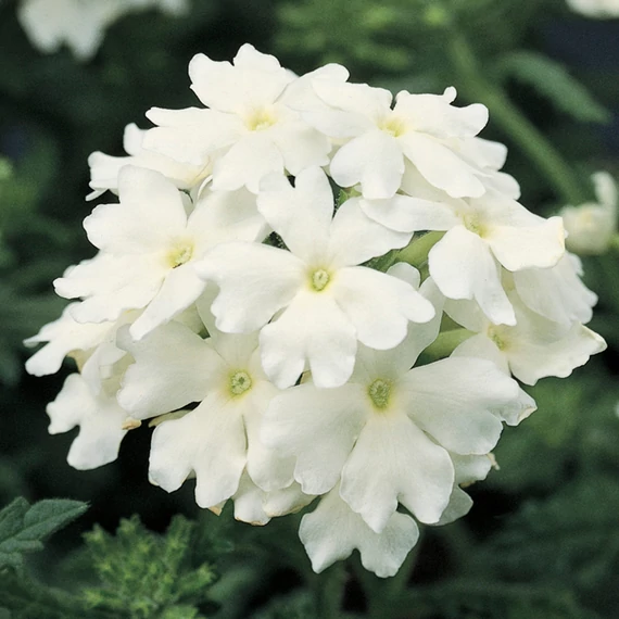 Verbena hybrida 'Obsession White' - verbéna - CS9