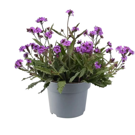 Verbena rigida 'Venosa' - kékvirágú vasfű - CS14
