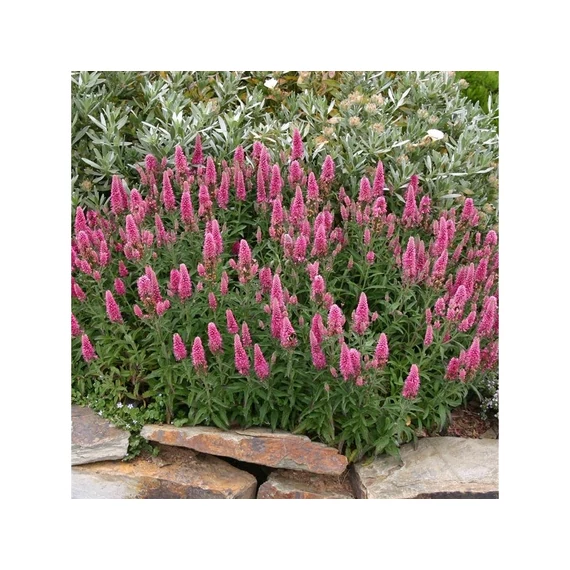 Veronica spicata 'Anniversary Rose' - macskafarkú veronika - CS11