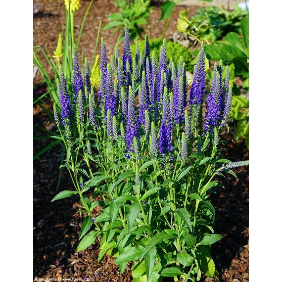 Veronica spicata 'Anniversary Blue' - macskafarkú veronika - CS11