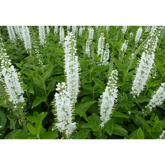 Veronica spicata 'Icicle'- macskafarkú veronika - CS11