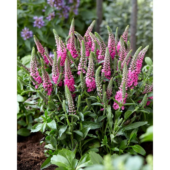 Veronica spicata 'Candela Pink' - macskafarkú veronika - CS11
