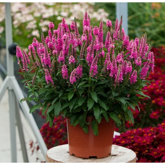 Veronica spicata 'Candela Pink' - macskafarkú veronika - CS11