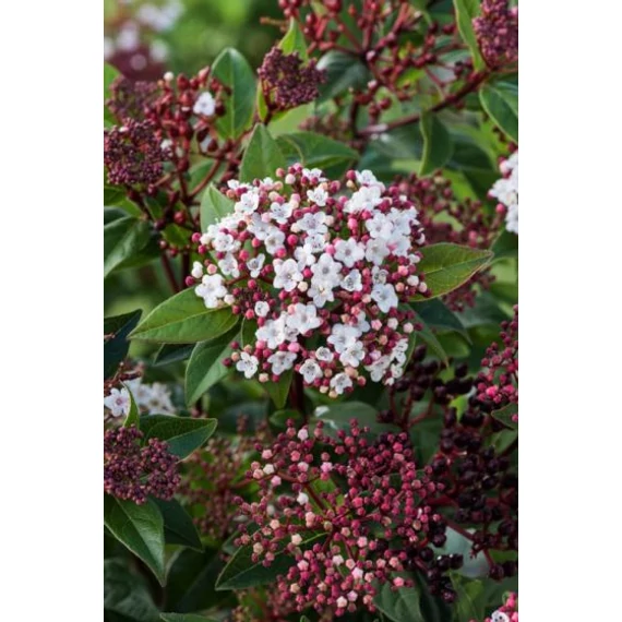 Viburnum tinus 'Spirit - téli bangita - CS15