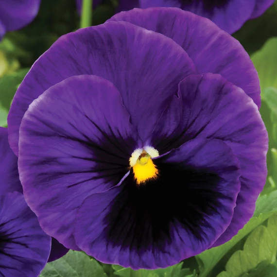 Viola wittrockiana 'Colossus Deep Blue with Blotch' - árvácska - CS9