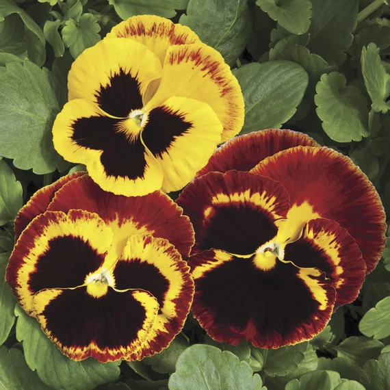 Viola wittrockiana 'Colossus Fire Surprise' - árvácska - CS9