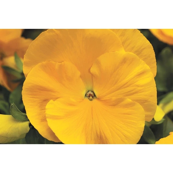 Viola wittrockiana 'Colossus Pure Golden Yellow' - árvácska - CS9