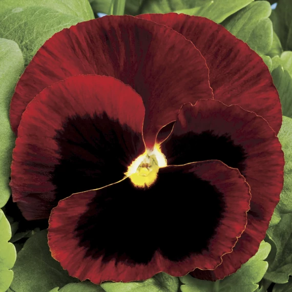 Viola wittrockiana 'Colossus Red with Blotch' - árvácska - CS9