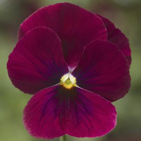 Viola wittrockiana 'Rocky Rose with Blotch'  - mini virágú árvácska - CS9