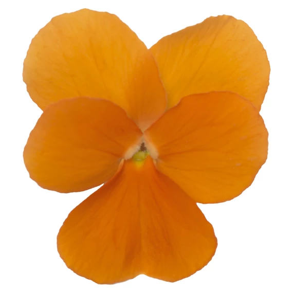 Viola wittrockiana 'Rocky Tangerine'  - mini virágú árvácska - CS9