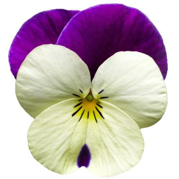 Viola wittrockiana 'Rocky White with Purple Wing'  - mini virágú árvácska - CS9