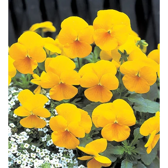 Viola wittrockiana 'Rocky Golden Yellow'  - mini virágú árvácska - CS9