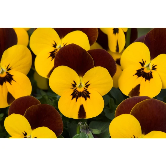 Viola wittrockiana 'Rocky Yellow with Red Wing'  - mini virágú árvácska - CS9