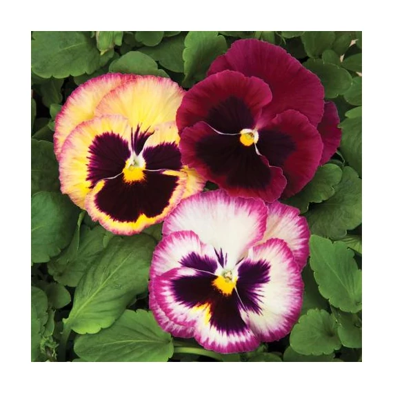 Viola wittrockiana 'Colossus Rose Surprise'  - árvácska - CS9