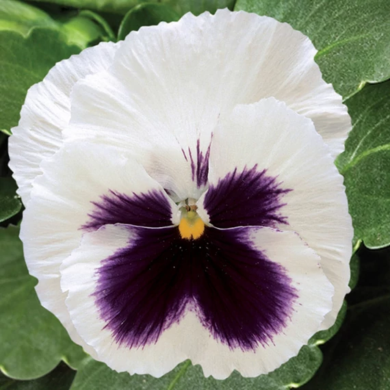 Viola wittrockiana 'Colossus White with Blotch'  - árvácska - CS9