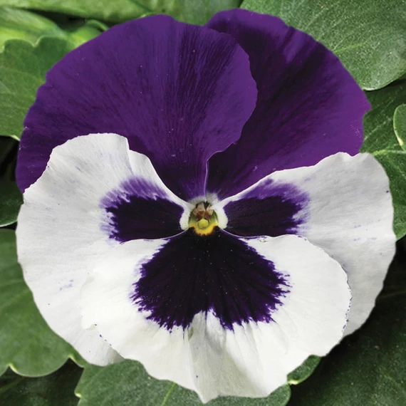 Viola wittrockiana 'Colossus White with Purple Wing'  - árvácska - CS9