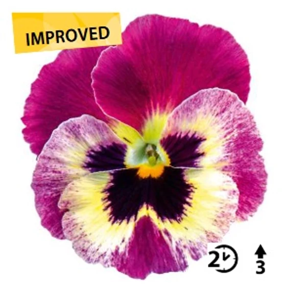 Viola wittrockiana 'Burgundy Vanilla Face'  - árvácska - CS9
