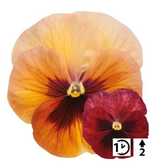 Viola wittrockiana 'Carneval Early Terracotta'  - árvácska - CS9