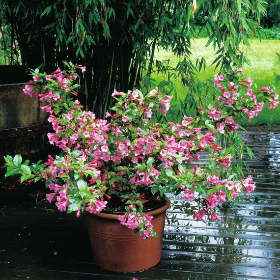 Weigela florida 'Minuet' - rózsalonc - CS17