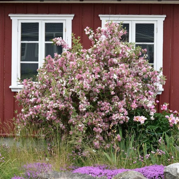 Weigela florida 'Nana variegata' - rózsalonc - CS17