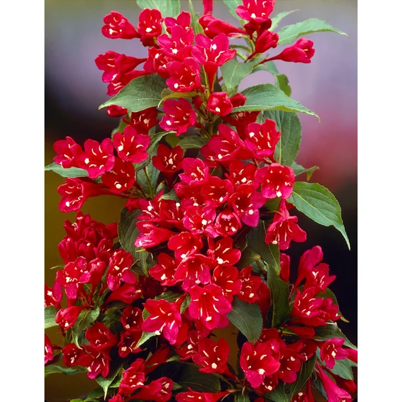 Weigela florida 'Red Prince' - rózsalonc - CS17