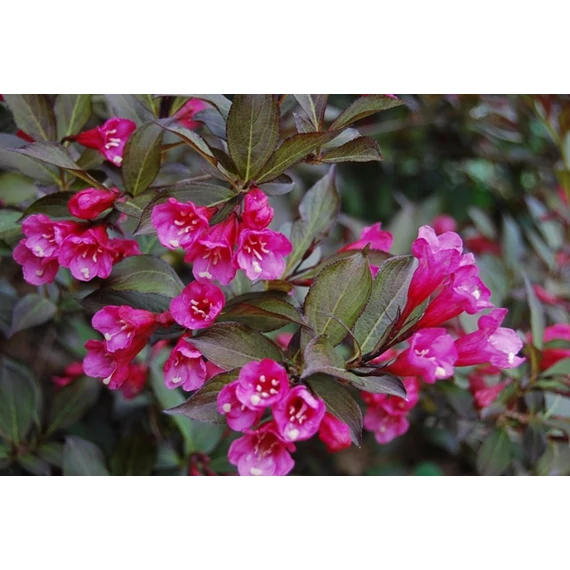 Weigela florida 'Nana Purpurea'- rózsalonc - CS9