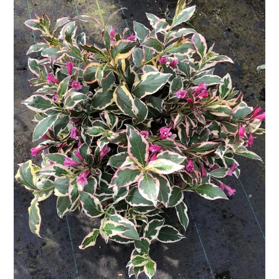 Weigela florida 'All Summer Monet'- rózsalonc - CS9