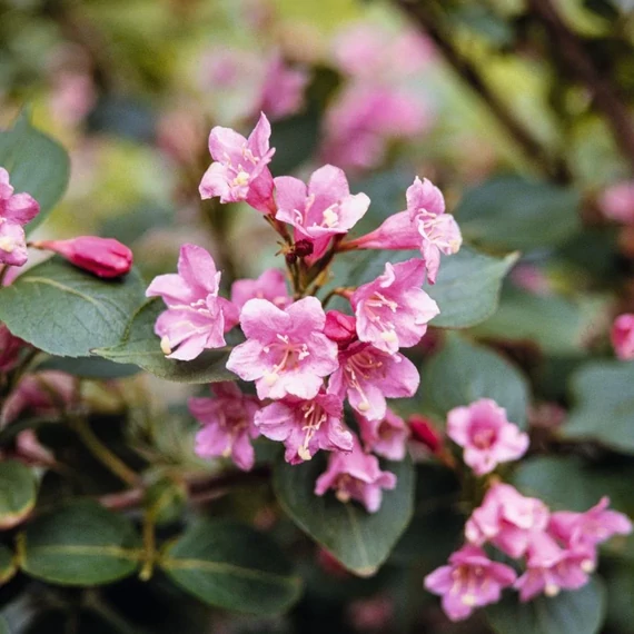 Weigela praecox 'Bouquet Rose'- rózsalonc - CS9