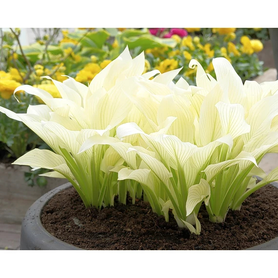 Hosta 'White Feather' - árnyékliliom - CS11