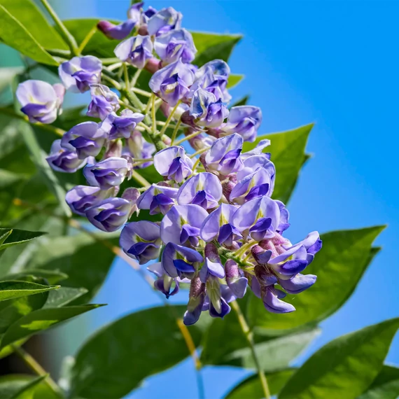 Wisteria macrostachya 'Blue Moon' - lilaakác - CS15