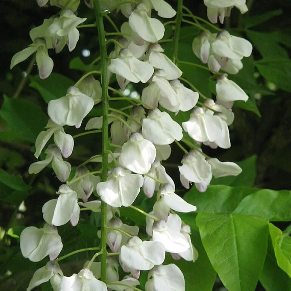 Wisteria macrostachya 'Clara Mack' - fehér akác - CS15