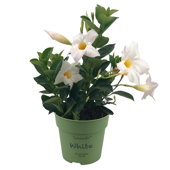 Mandevilla 'Rio White' - tölcsérjázmin - CS12