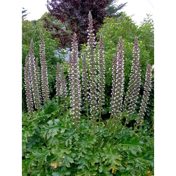 Acanthus mollis 'Morning's Candle' - medveköröm - CS14