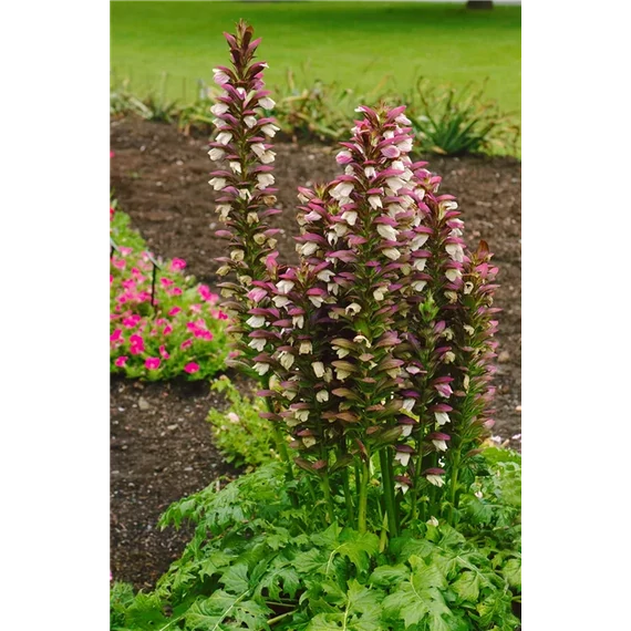 Acanthus mollis 'Morning's Candle' - medveköröm - CS14