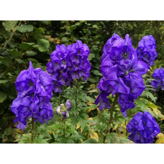 Aconitum henry 'Spark's Variety' - sisakvirág - CS11