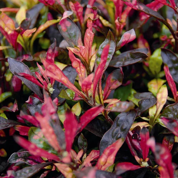 Alternanthera bettzickiana 'Ariba Deep Red' - papagájlevél - CS12